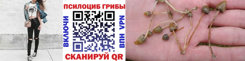 хочу   Татарск  Псилоцибиновые грибы мицелий 